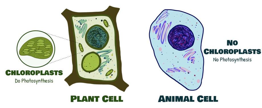 chloroplast in animal cell