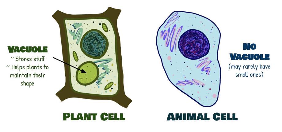 Plant and Animal Cells - EONS LEARNING